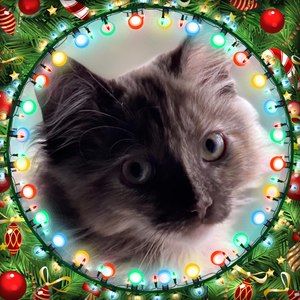 Meet your Posher, Kim